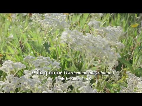 MELINDA'S GARDEN MOMENT - USING NATIVE FLOWERS