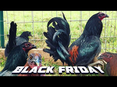 Beautiful Black RAS GNR FARM VISIT HAWAII