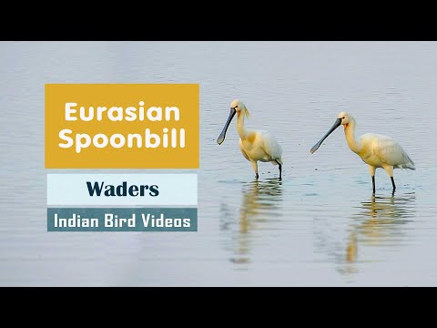 Kolpík biely (Platalea leucorodia) — Eurasian Spoonbill v močiari