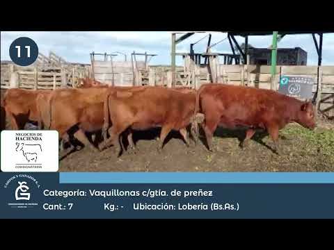 Lote VQ CGP - Lobería Bs As