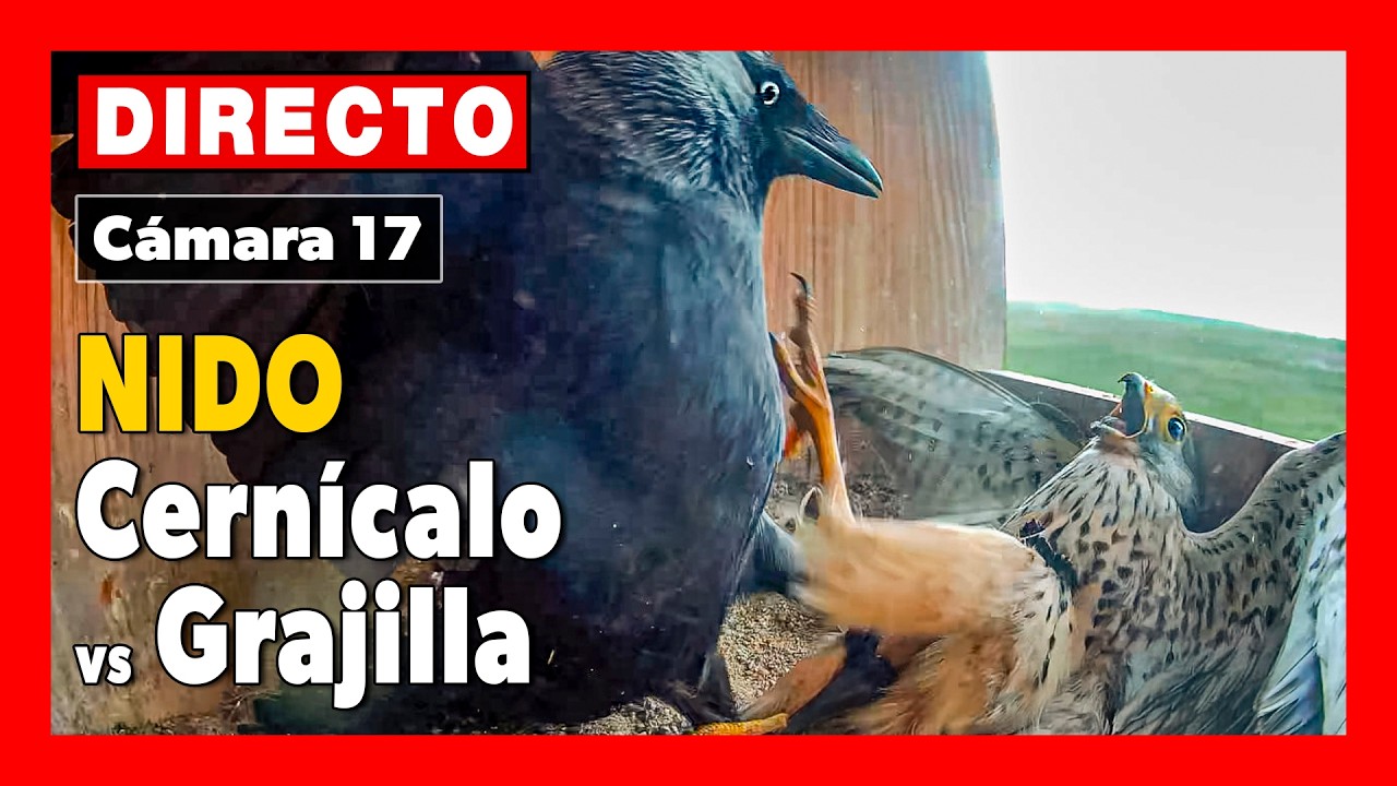 Live webcam view of Cámara de Fauna - Laguna de El Oso