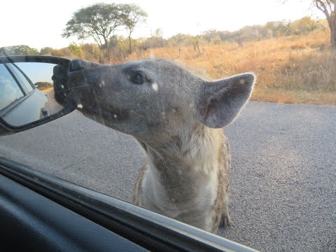 Carjacked by a HYENA !!
