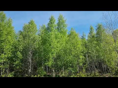 Hjälpplantering med barrotsplantor