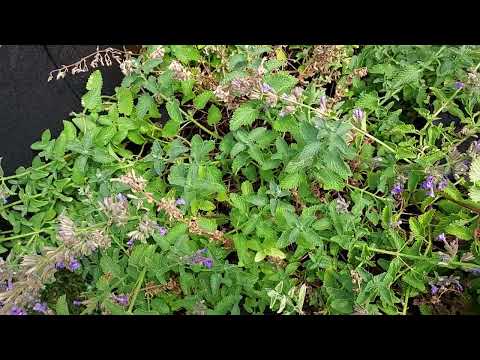 Catnip vs Catmint Side By Side Comparison