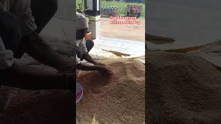 paddy seed treatment with mankind seedkind tcp #mankind #paddy #sowingseeds #seedtreatment #viral