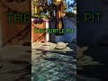 The Turtle Pit 🐢 #shorts