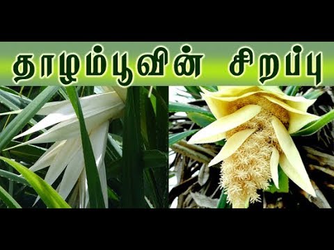 download lagu mp3 mp4 Thalampoo, download mp3 Thalampoo free download, download mp3 Thalampoo