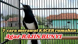 Download lagu 7 Cara merawat KACER rumahan agar RAJIN bunyi mp3 Download lagu 7 Cara merawat KACER rumahan agar RAJIN bunyi mp3