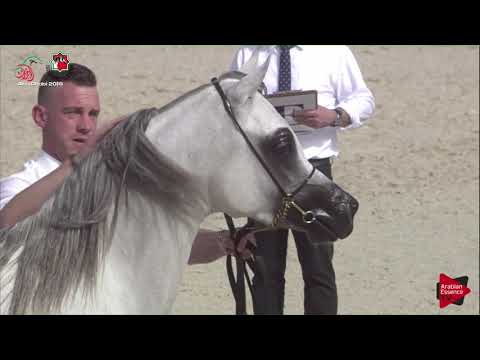 N 494 SARAB ALBIDAYER   UAE Nationals 2019