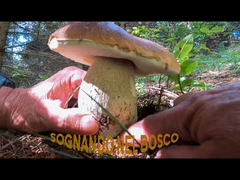 🍄🍄🍄Porcini bellissimi e magici abeti. Emozioni ferragostane 2022. 4K