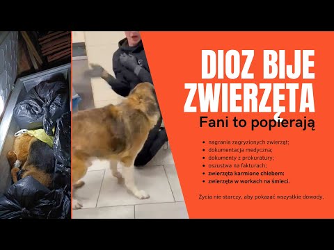 DIOZ bije psy. Prokurator potwierdza, że zaniedbują zwierzęta. Oszustwa na fakturach. Wyciekły SMS.