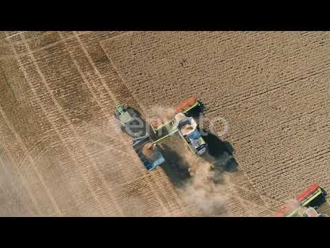 Aerial View of Combine Harvester Harvesting Golden Wheat and Filling Tractor Trailer with Grain ...