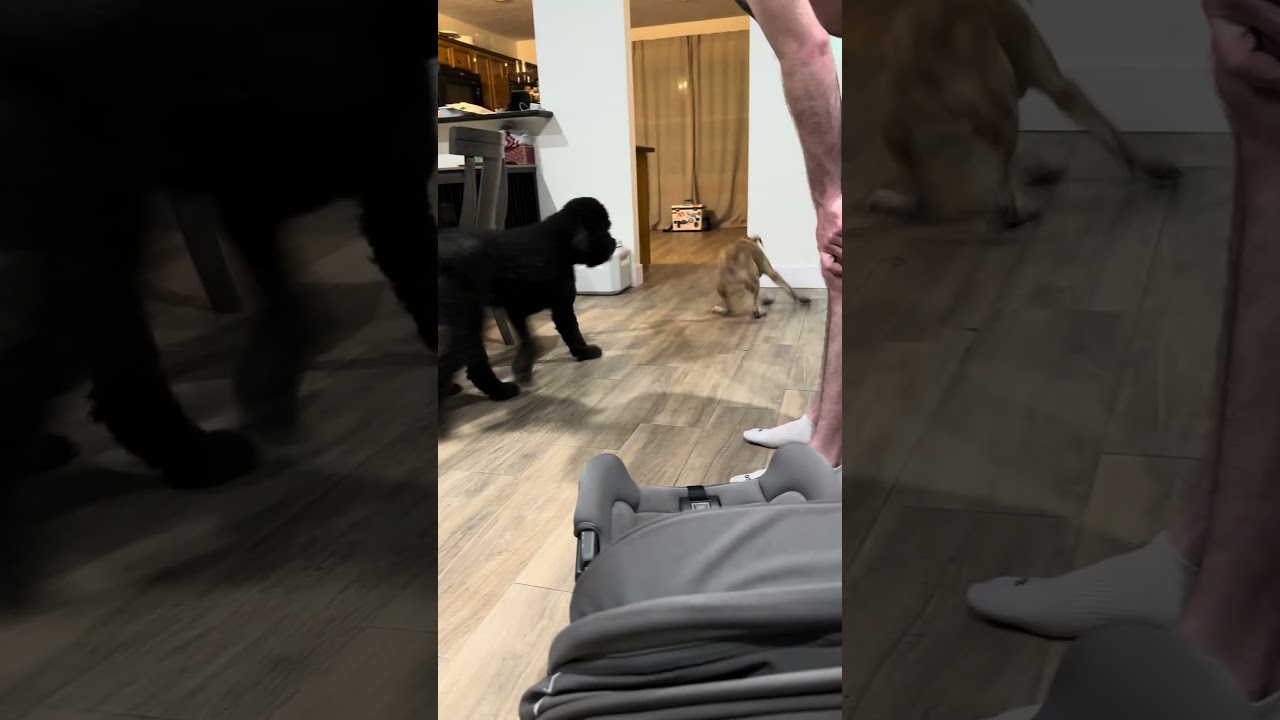 Baylee, a Adoptable mixed breed in Stamford , CT video 3/3