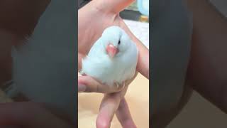 おなかのチャック開いてますよ🤣 #文鳥