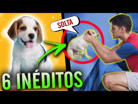 MELHORES VÍDEOS de Lucas Guedes #25 - TODA CRIANÇA FEZ