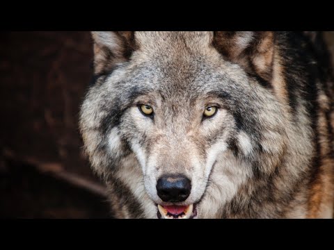 Wolf - An Intriguing Animal that Changed Our Views 2022
