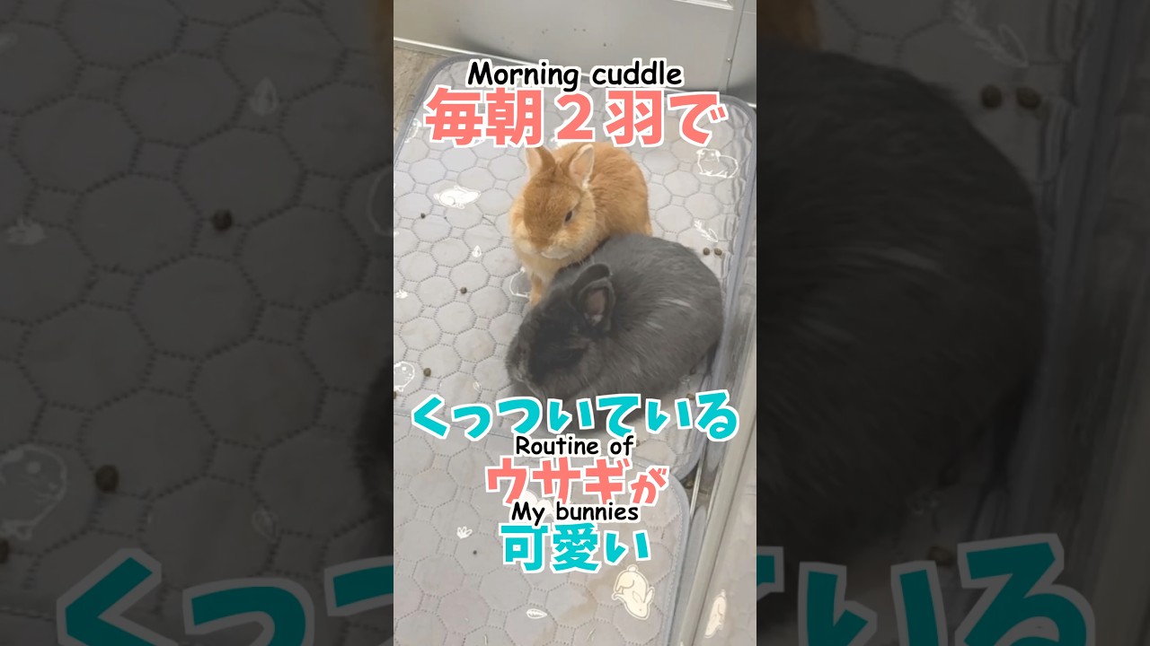 The Cutest Bunny Morning Ever🐰 うさぎ史上最もカワイイ朝がこちら。 #bunny  #うさぎ  #cuteanimals  #ウサギ #rabbit #shorts