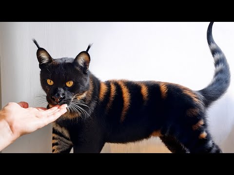 The 10 Most Exotic Cats That You Can Have