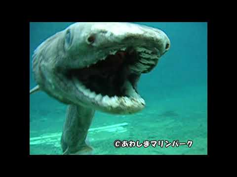 ラブカ水中映像（あわしまマリンパーク）