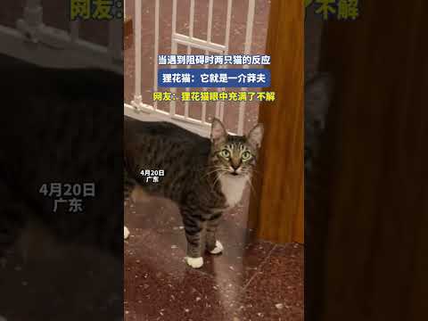 当遇到阻碍时两只猫的反应，狸花猫：它就是一介莽夫 #cat #搞笑 #新闻 #宠物 #热门