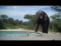 Video 'Jak slon na párty'