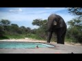 Elephant crashes the pool party