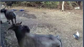 Thumbnail del capítulo