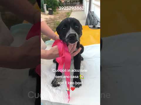Regalo Il piccolo Oreo e le sue sorelline cercano casa 