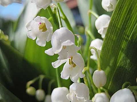 BELTANGO ~ Milonga del 900