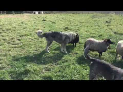 Training a Sarplaninac to Guard Sheep