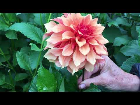 110. Another Walk Through the First Year Seedling Patch. August 2021