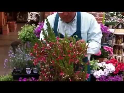 ヘザー、エリカ