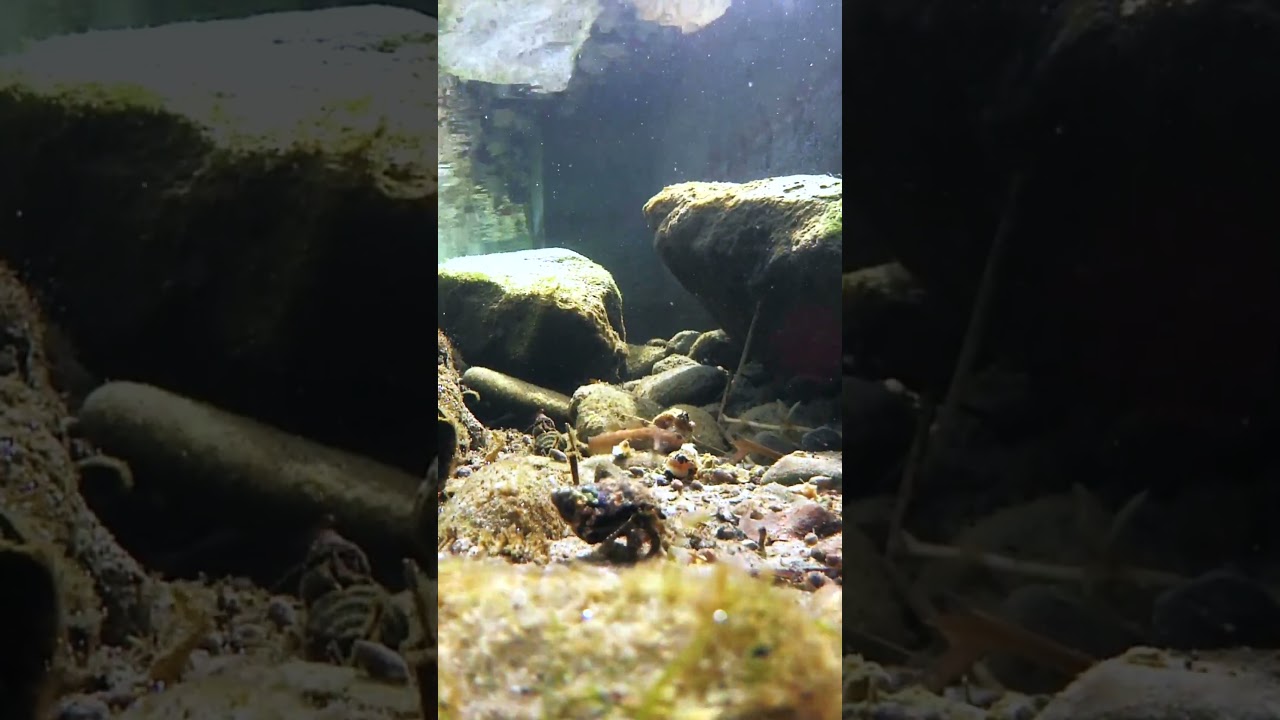 潮だまりにエサを撒いた