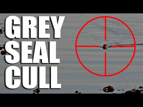 Grey Seal Cull Grey Seal Cull