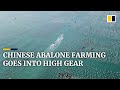 China’s abalone farming in Fujian province goes into high gear with start of annual breeding season