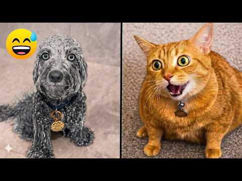 Funniest Cats and Dogs Videos😁 | Early 2026 🐶🐈