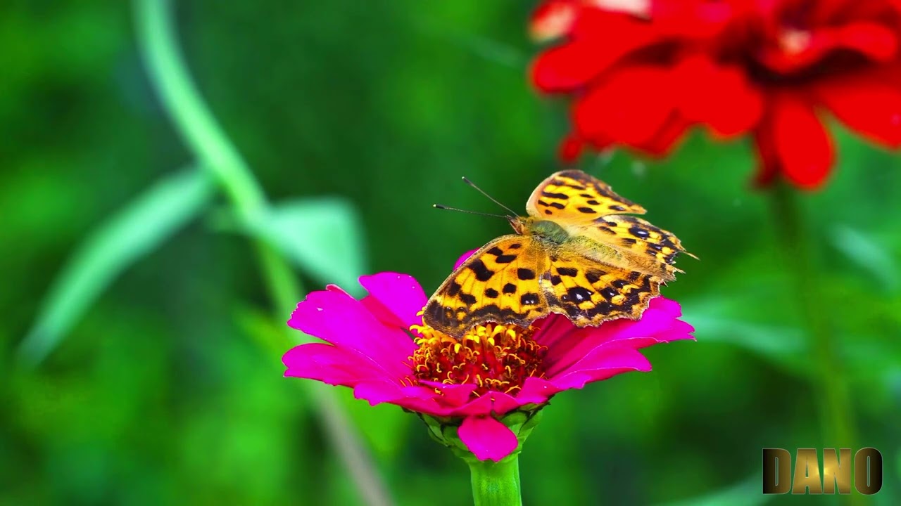 Healing the Resilient – Episode 1 – Vibrant World
