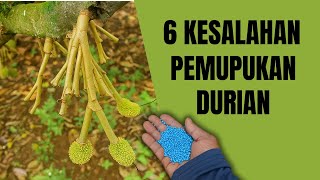 Download lagu 6 Common Mistakes Made When Fertilizing Durian Trees mp3