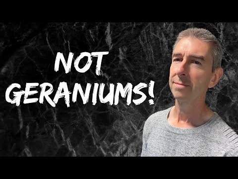 Pelargonium (Geranium) Care 101: Essential tips for successfully growing in the home!