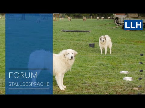 Forum Stallgespräche: Herdenschutzhunde