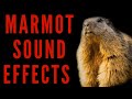 MARMOT SOUND EFFECTS - Marmot Scream | maktub_ytv