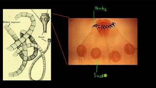Phylum Platyhelminthes | Animal kingdom | Biology | Khan Academy
