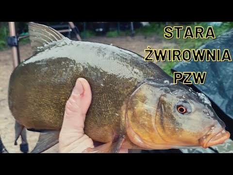 PIĘKNE LINY NA METHOD FEEDER ze żwirowni PZW | Nocka nad wodą