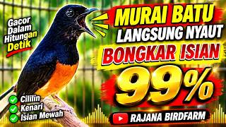 Download lagu Suara Murai Batu Ngotot Cari Lawan, Sangat Ampuh Memancing Emosi Murai jadi gacor bongkar isian mp3