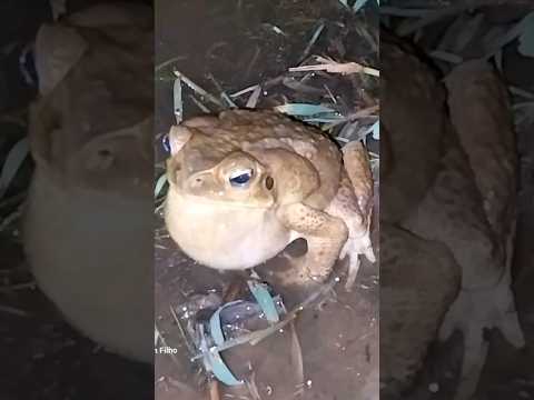 Sapo cururu gigante. Sapo cantando. #shorts #shortvideos #viralvideos #shortsviral #nature #video