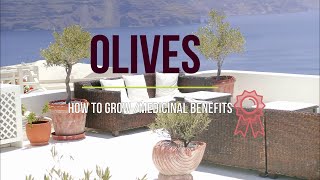 The Olive -Olea europaea - Why you should grow one