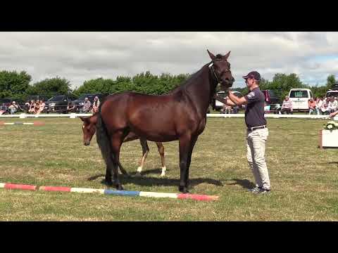 Holsteiner Fohlenschau Föhr 2022 | HF | Chezarro x Nekton x Cassini II | St. 4255 | O. Früchtnicht