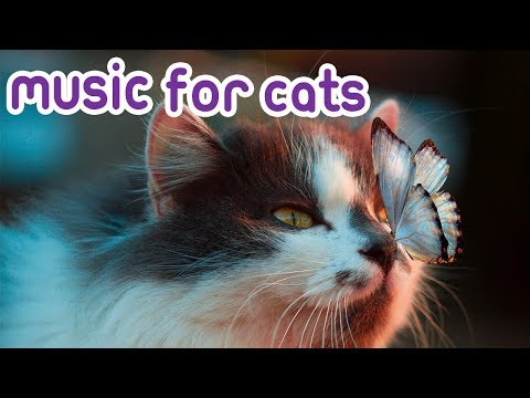Cat Music: 15 Hours Relaxing Music For Your Kitten!