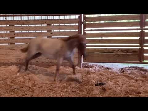 Yearling Metallic Cat filly x mare that won $143k!