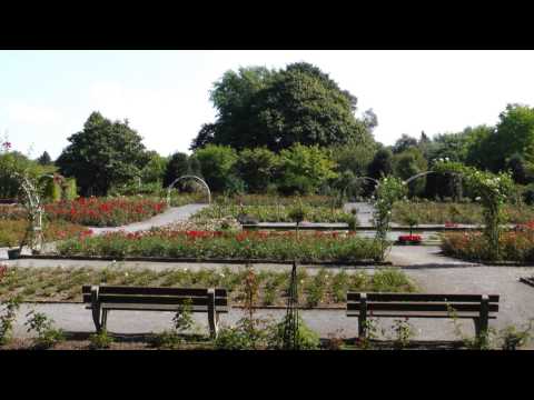 Im Grugapark blühn die letzten Rosen 28.8.2013